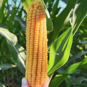 95% Beeswax Candle The Sweet Scent of Summer, Naturally