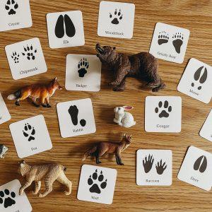 Animal Track Mini Flashcards Unlock the Secrets of Nature’s Footprints