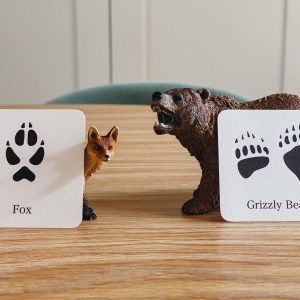 Animal Track Mini Flashcards Unlock the Secrets of Nature’s Footprints