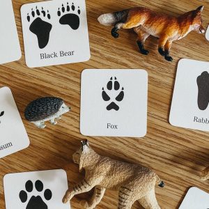 Animal Track Mini Flashcards Unlock the Secrets of Nature’s Footprints