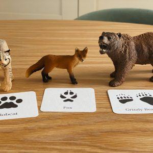 Animal Track Mini Flashcards Unlock the Secrets of Nature’s Footprints
