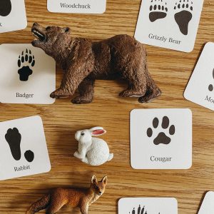 Animal Track Mini Flashcards Unlock the Secrets of Nature’s Footprints