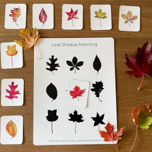 Autumnal Adventure Printable Fall Leaves Activity for Toddlers and Homeschoolers