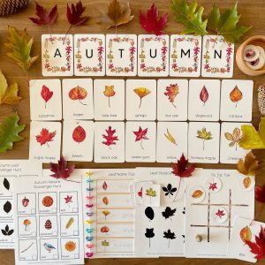 Autumnal Adventure Printable Fall Leaves Activity for Toddlers and Homeschoolers