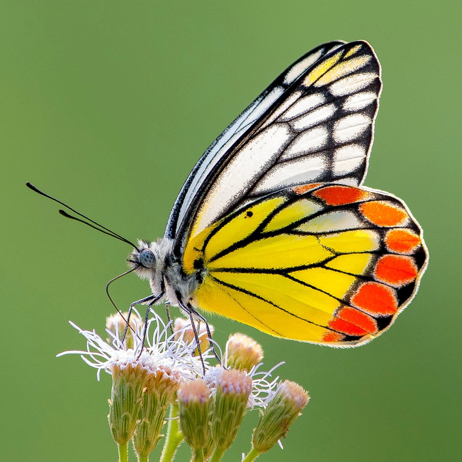 Delias Jezebel Butterfly Suncatcher – Stained Glass Art for Mom – Handmade Mother’s Day Present