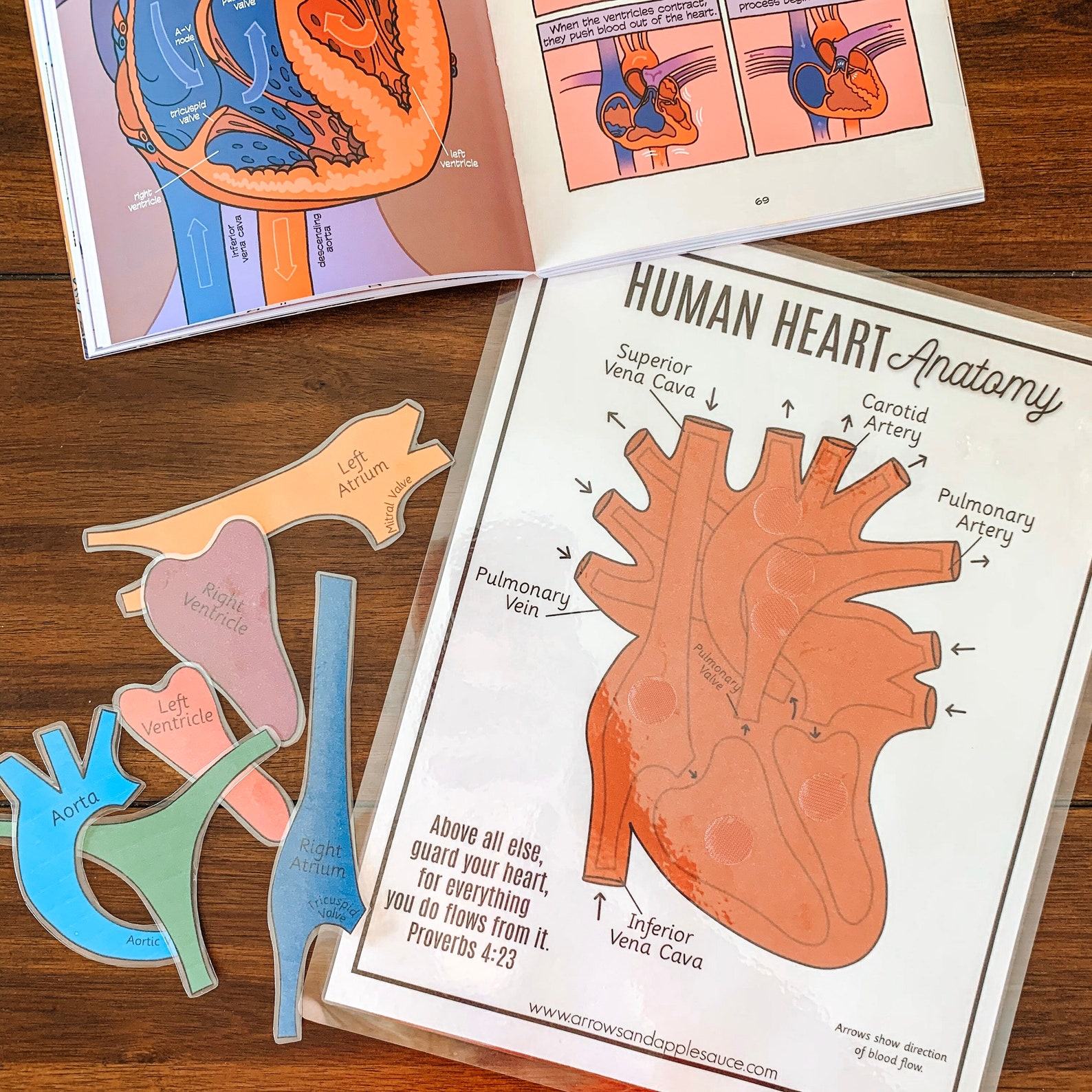 Discover the Heart’s Secrets Printable Activity for Human Body Exploration