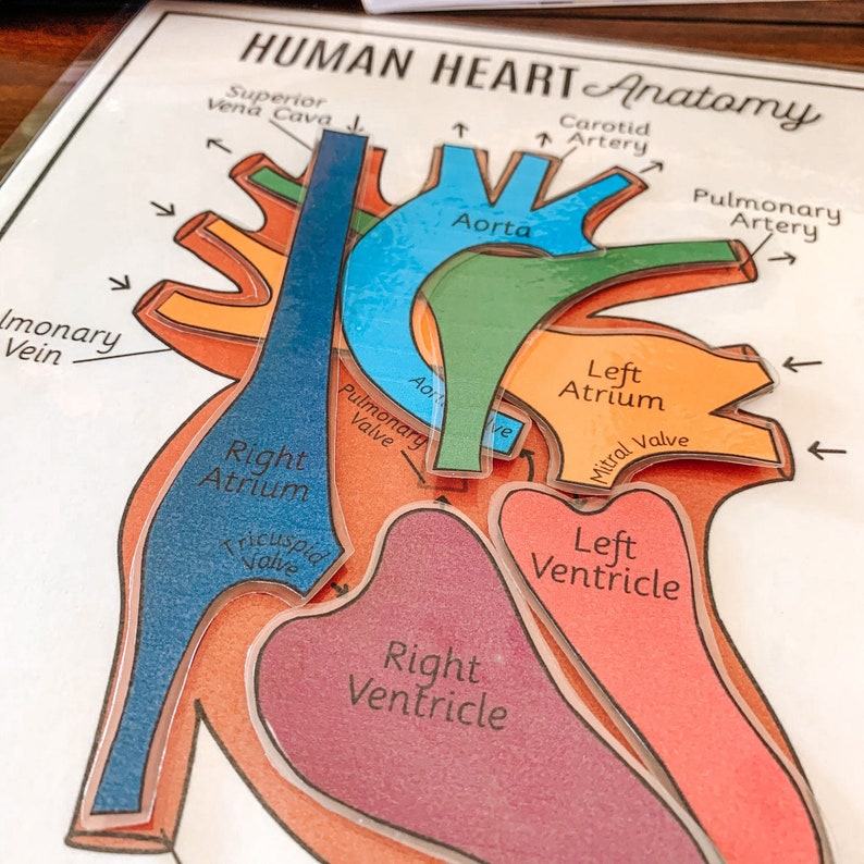 Discover the Heart’s Secrets Printable Activity for Human Body Exploration