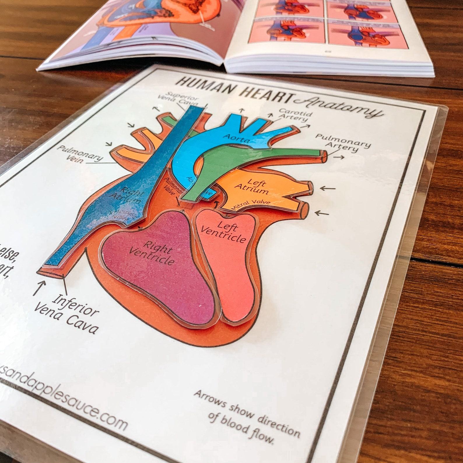 Discover the Heart’s Secrets Printable Activity for Human Body Exploration