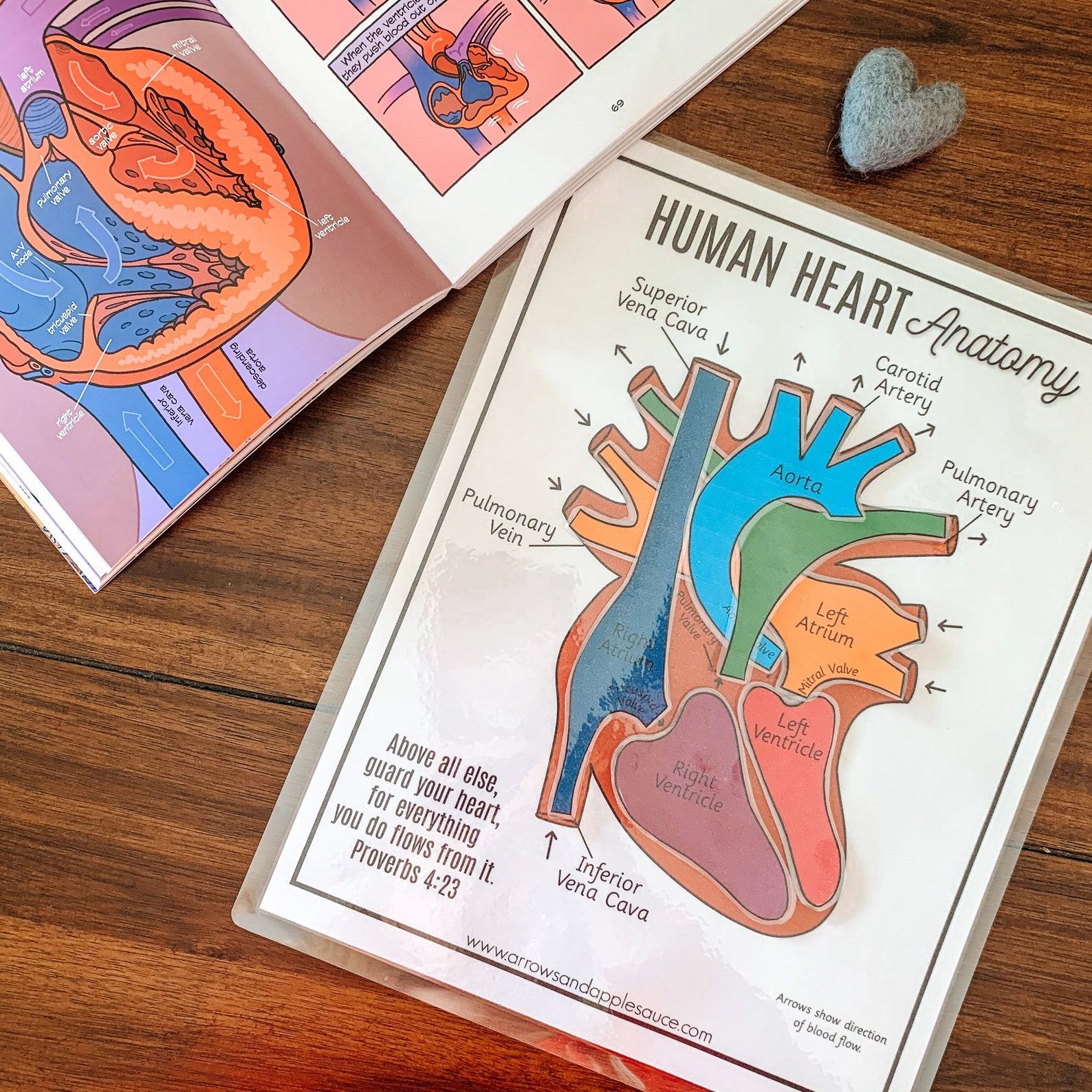 Discover the Heart’s Secrets Printable Activity for Human Body Exploration