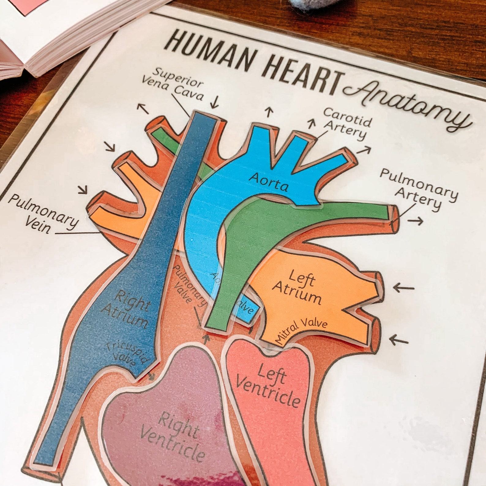 Discover the Heart’s Secrets Printable Activity for Human Body Exploration