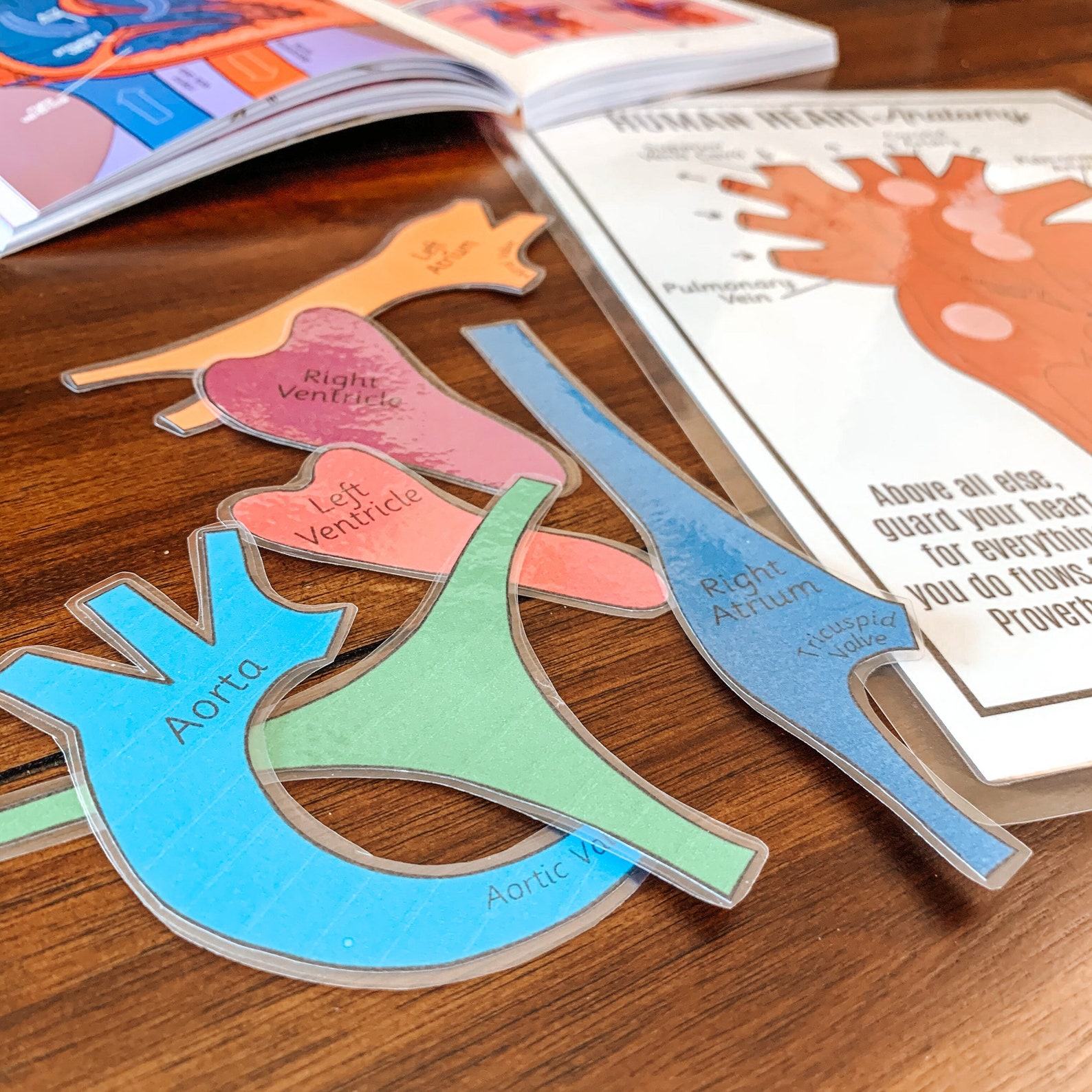 Discover the Heart’s Secrets Printable Activity for Human Body Exploration