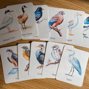 Discover the World of Birds Printable Flashcards for Nature Enthusiasts