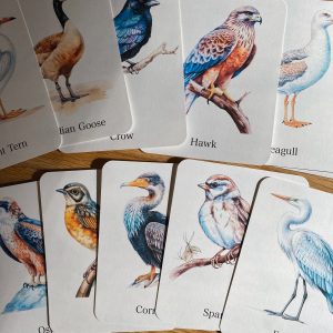 Discover the World of Birds Printable Flashcards for Nature Enthusiasts