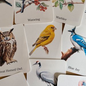 Discover the World of Birds Printable Flashcards for Nature Enthusiasts
