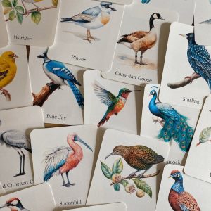 Discover the World of Birds Printable Flashcards for Nature Enthusiasts