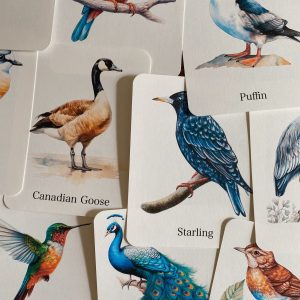 Discover the World of Birds Printable Flashcards for Nature Enthusiasts