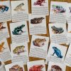 Discover the World of Frogs Printable Flashcards for Nature Science Exploration