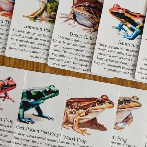 Discover the World of Frogs Printable Flashcards for Nature Science Exploration