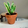 Dracaena Trifasciata ‘Laurentii’ The Unbreakable Snake Plant for Your Home Oasis