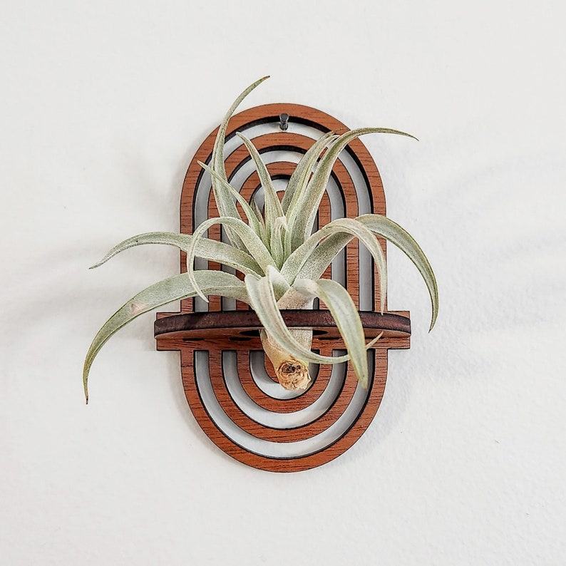 Enchanting Boho Rainbow Air Plant Wall Display Elevate Your Plant Sanctuary