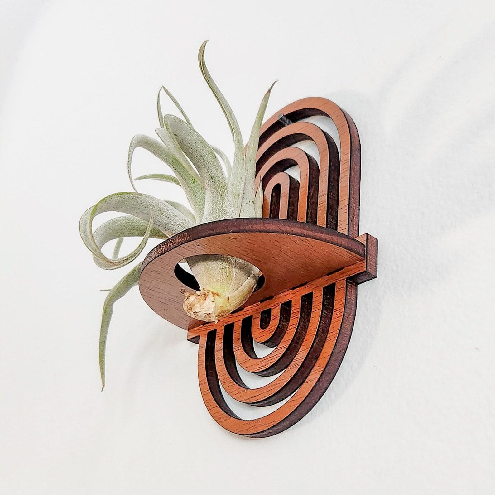 Enchanting Boho Rainbow Air Plant Wall Display Elevate Your Plant Sanctuary