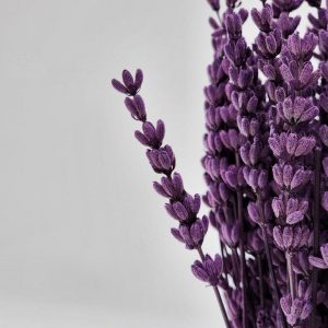 Enchanting Lavender Bundle Nature’s Fragrance for Home, Events, and Crafts
