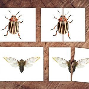 Engaging Insect Symmetry Puzzles and Matching Cards for Toddler Preschool Learning