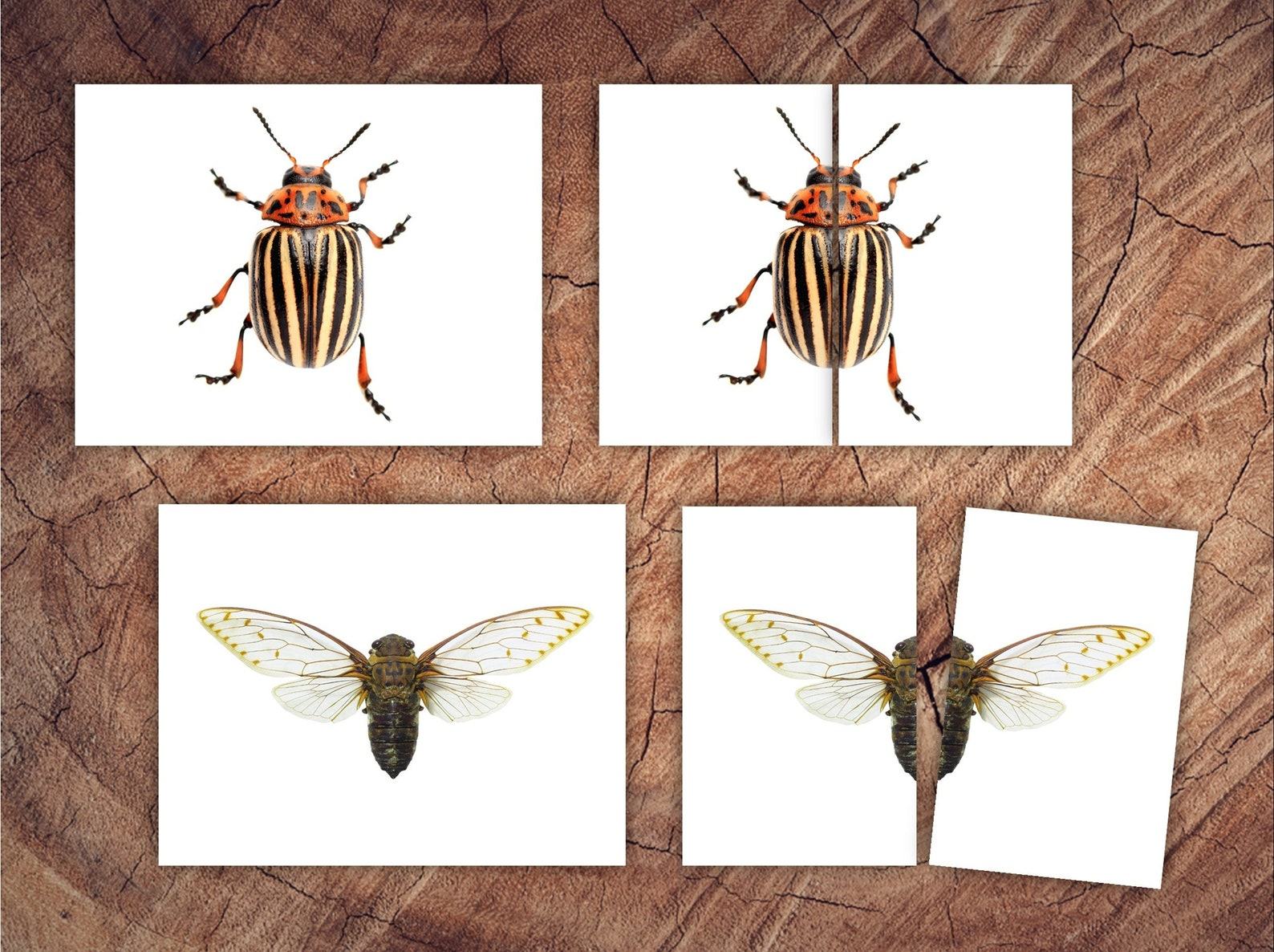 Engaging Insect Symmetry Puzzles and Matching Cards for Toddler Preschool Learning - Image 4