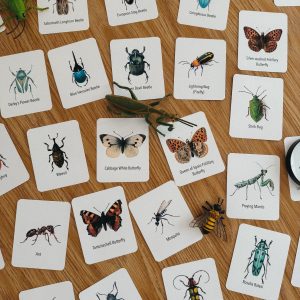 Explore the Wonders of Nature Printable Insect Flashcards for Homeschooling and Nature Study