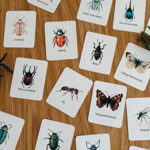 Explore the Wonders of Nature Printable Insect Flashcards for Homeschooling and Nature Study