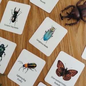 Explore the Wonders of Nature Printable Insect Flashcards for Homeschooling and Nature Study