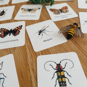 Explore the Wonders of Nature Printable Insect Flashcards for Homeschooling and Nature Study