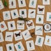 Explore the Wonders of Nature Printable Insect Flashcards for Homeschooling and Nature Study