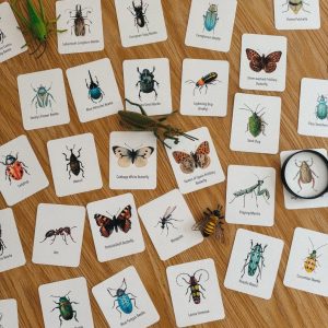Explore the Wonders of Nature Printable Insect Flashcards for Homeschooling and Nature Study