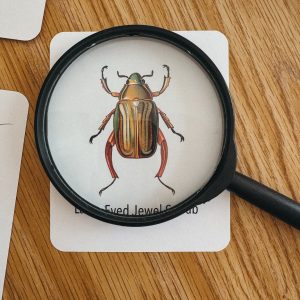 Explore the Wonders of Nature Printable Insect Flashcards for Homeschooling and Nature Study