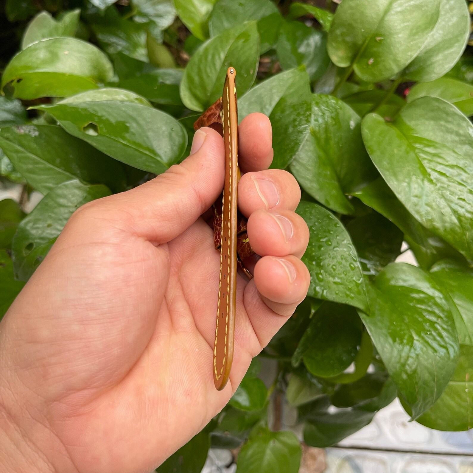 Genuine Ostrich Leg Leather Watch Strap Elevate Your Timepiece with Exotic Luxury