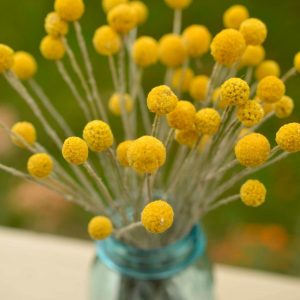 Golden Everlasting Craspedia Sun-Kissed Blooms for Timeless Decor
