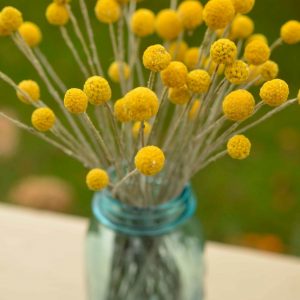 Golden Everlasting Craspedia Sun-Kissed Blooms for Timeless Decor