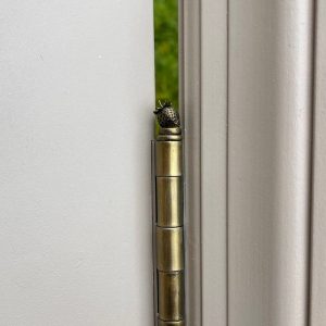 Hinge Head Strawberry Trio A Sweet and Savory Treat for Your Garden