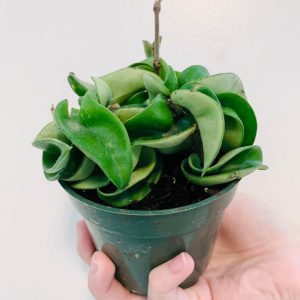 Hoya Compacta The Enchanting Hindu Rope Plant for Your Tropical Oasis