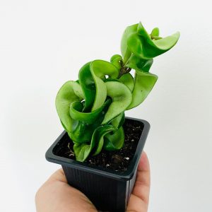 Hoya Compacta The Enchanting Hindu Rope Plant for Your Tropical Oasis