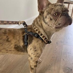 Luxury Checkered Harness and Leash Elevate Your Dog’s Style and Safety