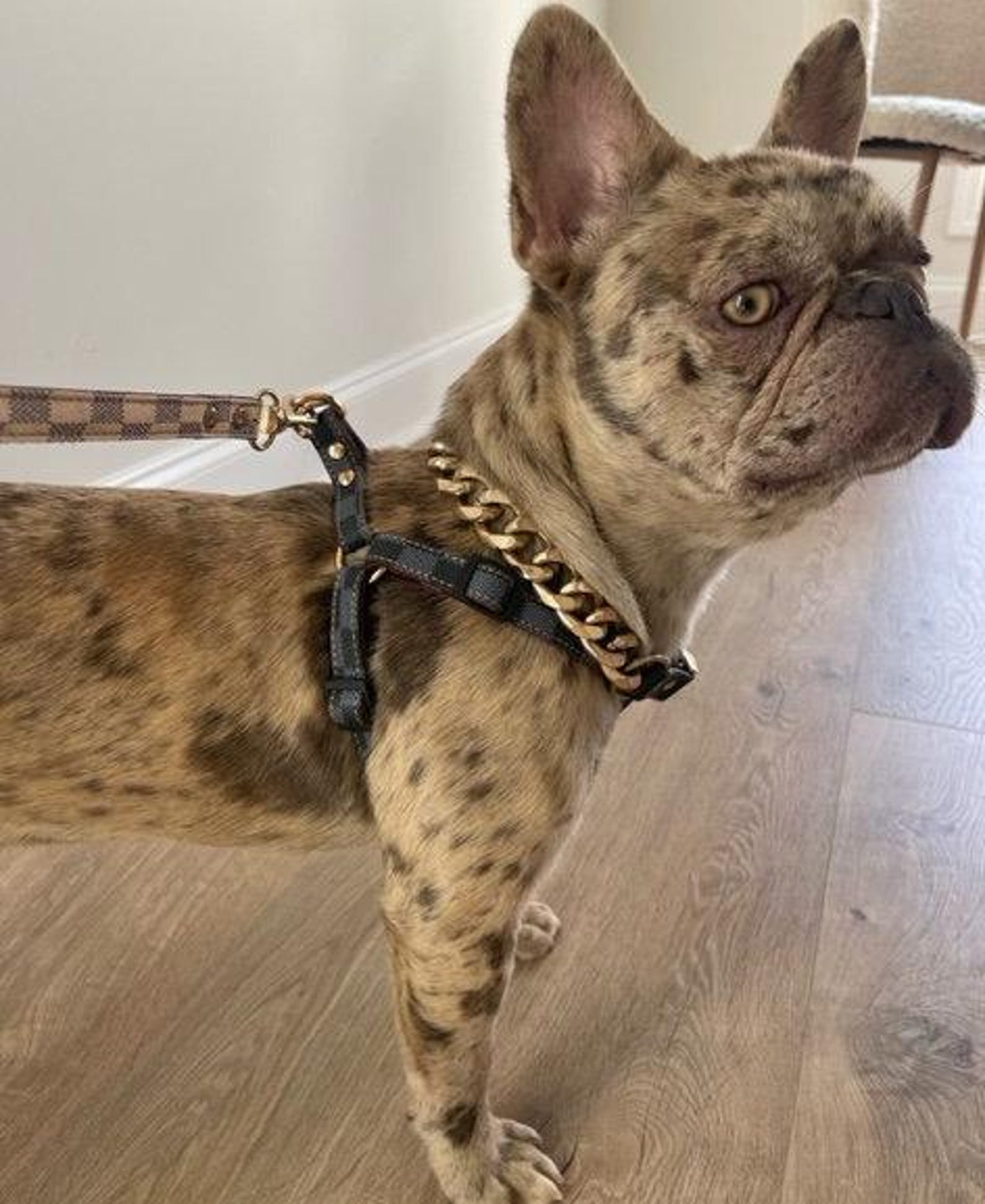 Luxury Checkered Harness and Leash Elevate Your Dog’s Style and Safety - Image 4