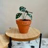 Monstera Adansonii Swiss Cheese Plant in a 2″ Pot | Handcrafted Mini Paper Plant with Hand-Painted Leaves | Perfect Houseplant