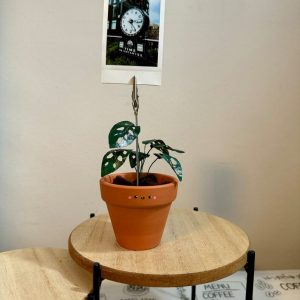 Monstera Adansonii Swiss Cheese Plant in a Handcrafted Photo Stand | 2″ Potted Plant with Hand-Painted Leaves