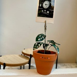 Monstera Adansonii Swiss Cheese Plant in a Handcrafted Photo Stand | 2″ Potted Plant with Hand-Painted Leaves