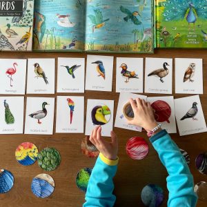 Montessori Bird Flashcards Pattern Matching and Bird Identification for Preschoolers
