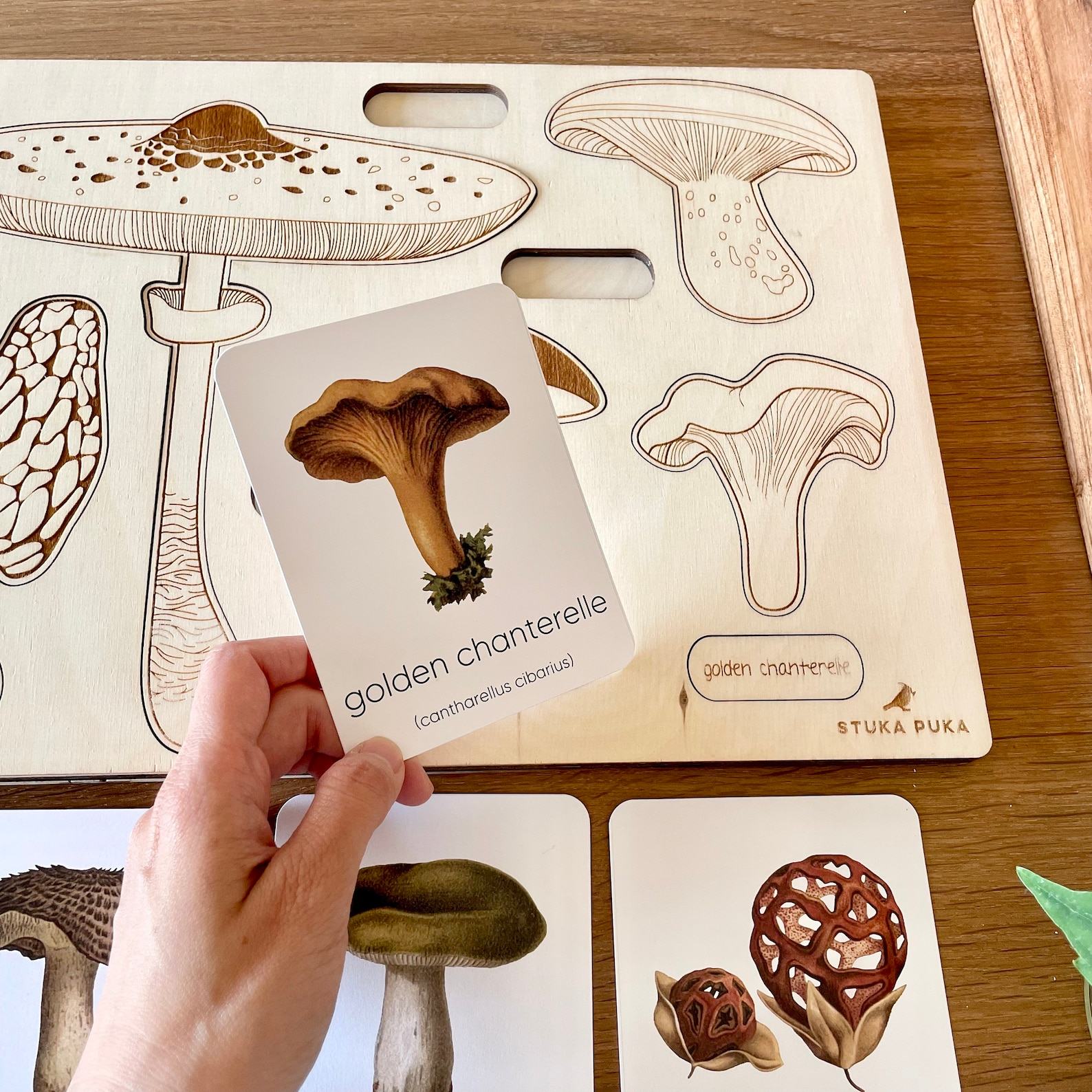 Montessori Mushroom Flashcards Unveil the Wonders of Nature for Early Learners