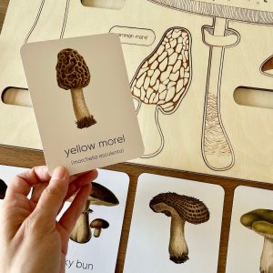 Montessori Mushroom Flashcards Unveil the Wonders of Nature for Early Learners