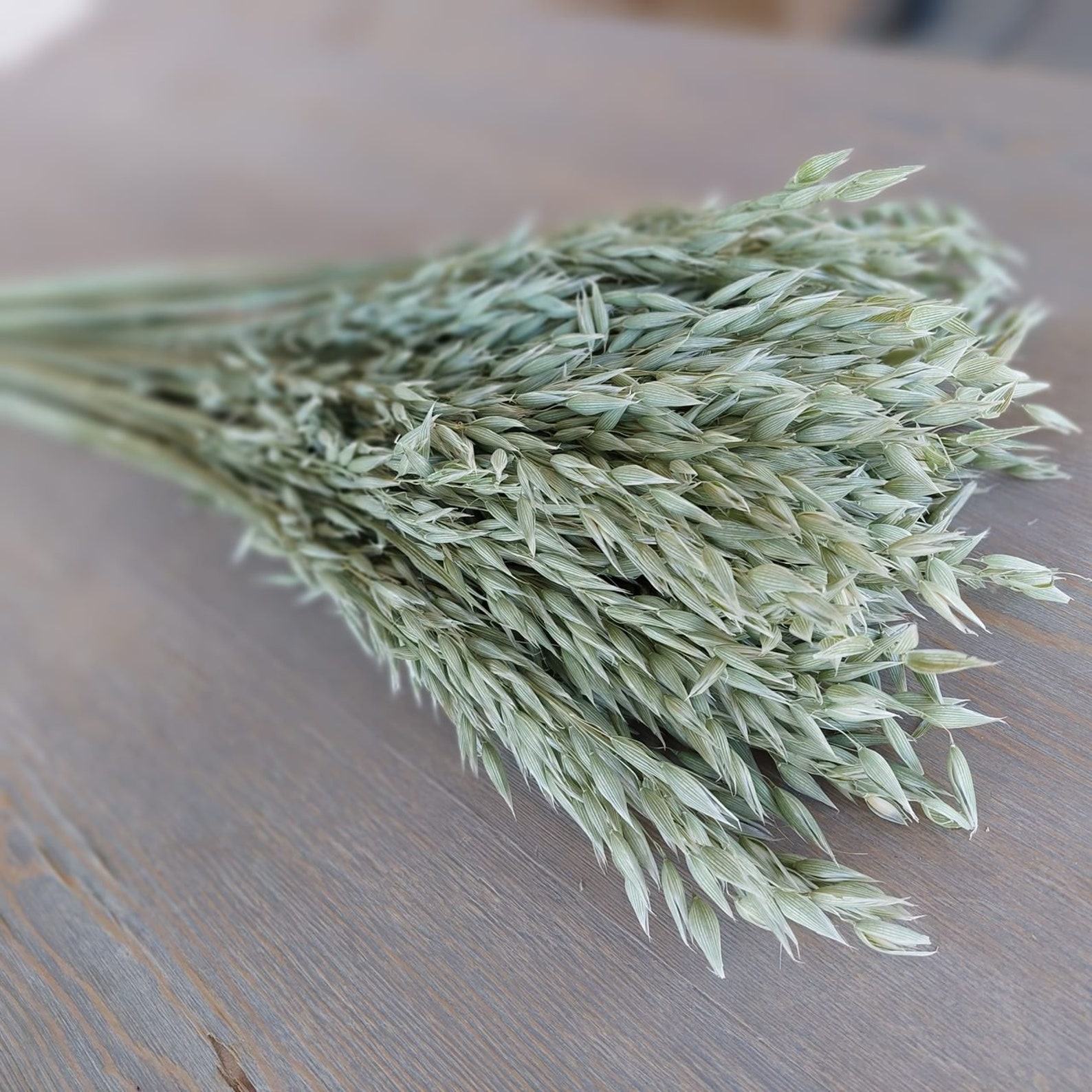 Natural Soft Green Avena Oats/Grains Bunch – Large 8oz Dried Avena Bouquet for Farmhouse Decor